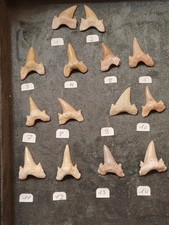 Dent Requin : Otodus Obliquus