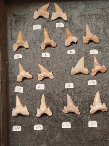 Dent requin otodus - dent, obliquus