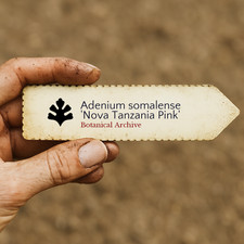 Adenium somalense nova - adenium,