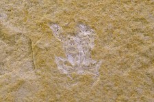 Fossiles : Crabe et Ammonite