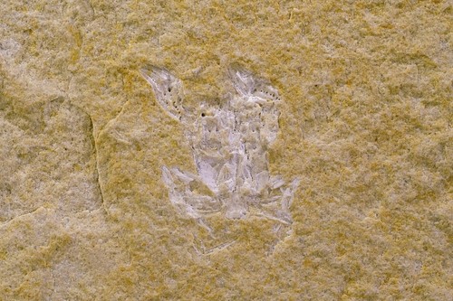 Fossiles crabe et ammonite - fossiles, :