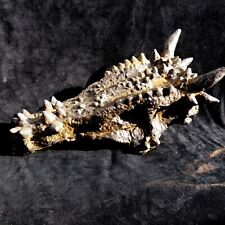 CRÂNE de DRACOREX moulage du crâne en résine polyester. Pièce unique collection