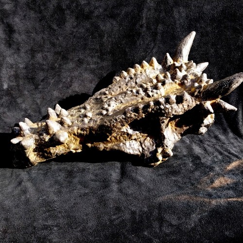 Crâne dracorex moulage du - crÂne,