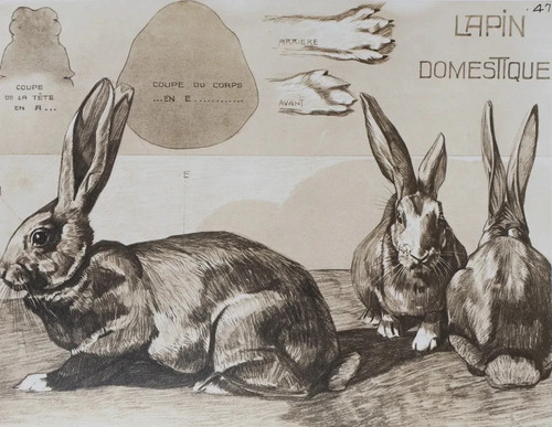 Mathurin meheut le lapin - meheut,