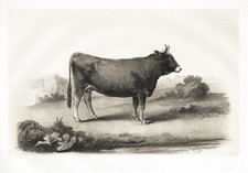 Aubrac Vache Kuh Cows Cattle