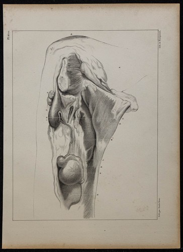 1839 planche anatomie - 1839,