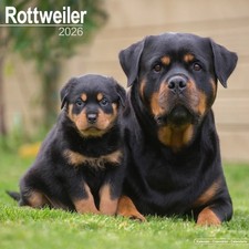 CALENDRIER  ROTTWEILER  2026