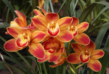 Cymbidium Wallacia 'Burnt