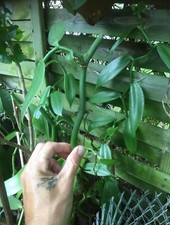 1 Boutures de Vanille de 2 a 3 noeuds de l’île de La Réunion La vanille bourbon