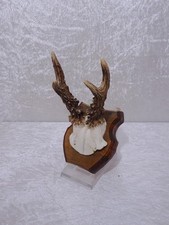 YXxxDS Reh Bois De Cerf Sur