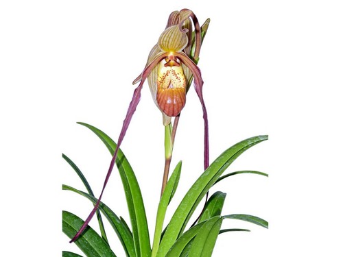 Phragmipedium rocio vasquez - rocio,