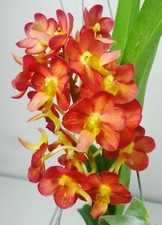 Rhynchoides Bangkok Sunset x Vanda Pralor, Fragrant Orchid Plant, Rare
