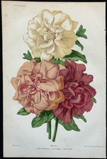 1863 - Pétunia - Gravure ancienne de fleur en couleurs - Botanique