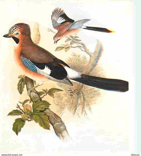 Carte postale animaux - carte,