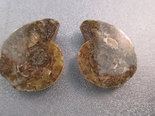 Pair madagascar ammonite - of,