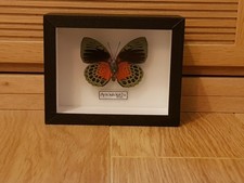 Papillon Agrias beata