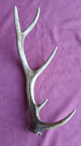 Superbe bois mue cerf cm - bois, 48