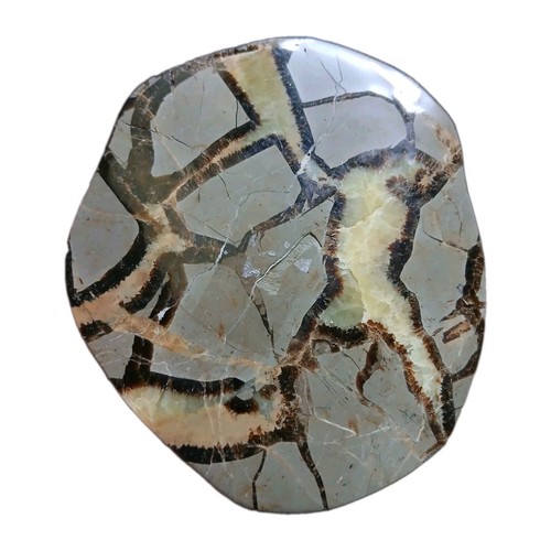 Tranche septaria sauvage - tranche,