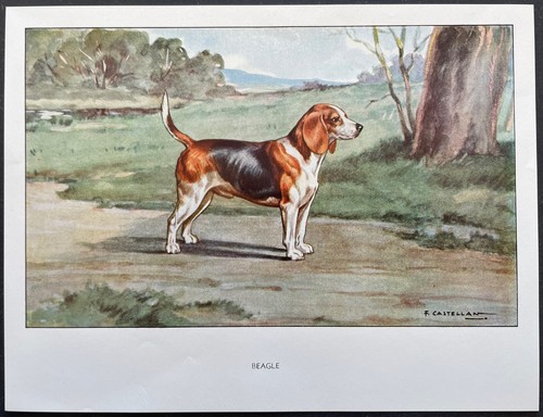 Beagle reproduction couleur - beagle,