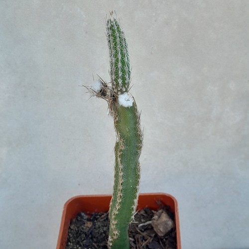 Echinocereus poselgeri cactus - echinocereus,
