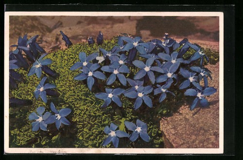 Gentiane bavaroise gentiana - bavaroise,,