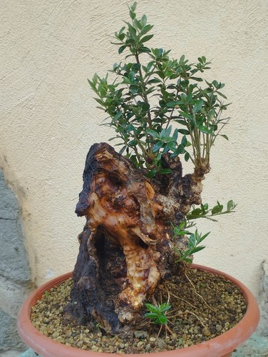 Bonsaï olivier 23 cm - olivier, 45