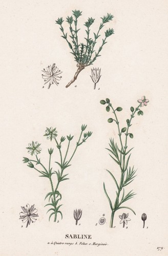 Arenaria montana sabline fleur - sabline,