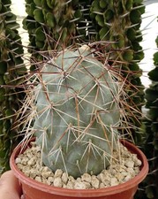 TEPHROCACTUS 'FIAMBALENSE'