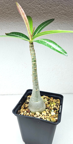 Adenium somalense tanzania - adenium, "tanzania"
