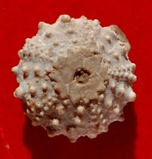 OURSIN FOSSILE CRÉTACÉ DE