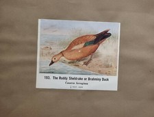 Commune Indien Oiseaux Double Face Imprimé Ruddy Sheldrake Canard - Pochard