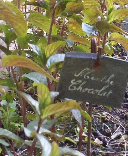 Menthe chocolat thé - menthe, thé'