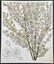 Botanique Cerisier du