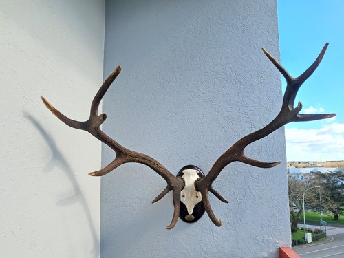 Grand trophée cerf élaphe - de,