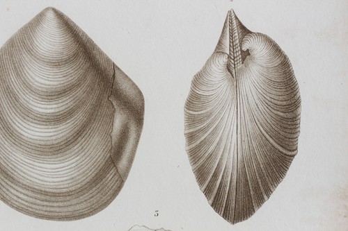 Molluscs engraving animal - molluscs,