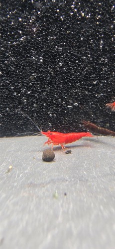Lots 2 crevettes - 10, +2