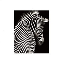 Cadre tableau toile Zèbre -