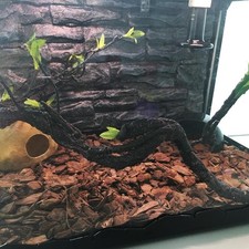  Climbing Branch Vivarium