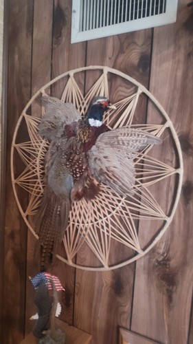 Ringtailed pheasant bird - ringtailed,