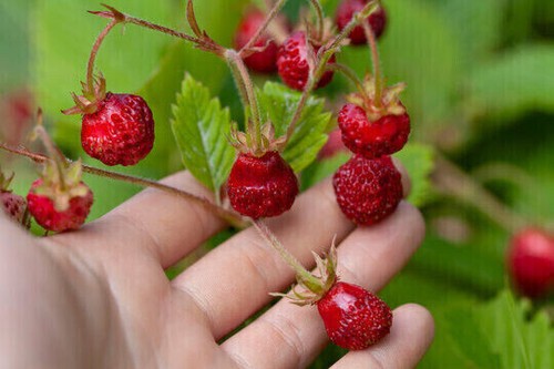 Fragaria moschata fraise - fragaria,
