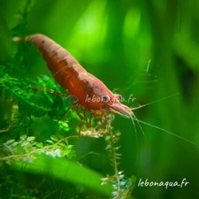 Lot de 10 Crevettes Sakura Rouge pour Aquarium Eau Douce - lebonaqua