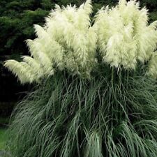 Herbe de la pampa Witte Pluim 2L - Décoration végétale durable