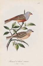 Bruant À Barbe Rousse Oiseaux VOGELS Ornithologie Lithographie Dubois 1868