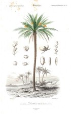 Phoenix Dactylifera Palmier