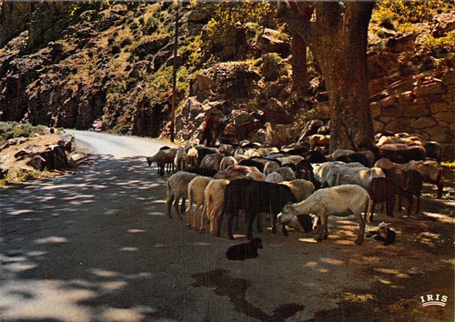 Paysage corse troupeau - 20-paysage, corse-troupeau