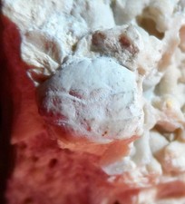 CRABE FOSSILE PALÉOCÈNE DU