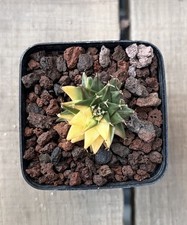 Obregoni Denegrii Veriegata