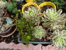 15= grand lot  BOUTURES PLANTES GRASSES SUCCULENTES  AéONIUMS  sénécio SéDUM=etc