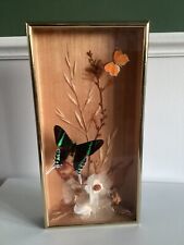 PAPILLON NATURALISÉ ( URANIA LEILUS ) ENCADRÉ TAXIDERMIE ENTOLOGIE CABINET CURIO