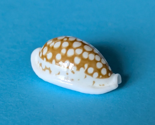 Cypraea cribraria zadela - , 22,5